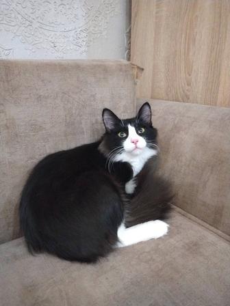 Котик в доброй ответственные руки