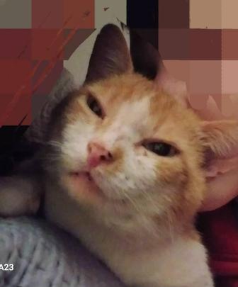 Ищу кота