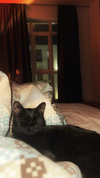 Отдам кошку