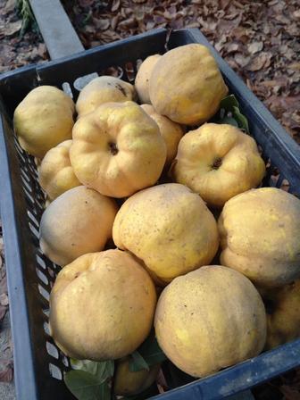 Айва домашняя для красоты и здоровья вашей семьи