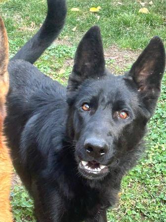 Продам щенка немецкой овчарки