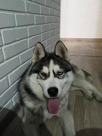 отдам собаку