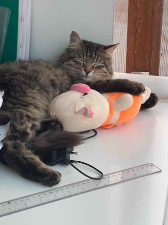 Найден кот на 11 рынке. кастрирован видно что домашний