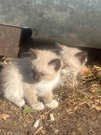Коты и кошки мышеловы