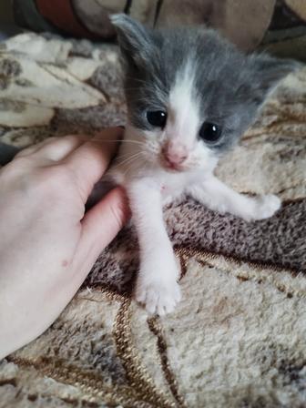 Кошечка в добрые руки