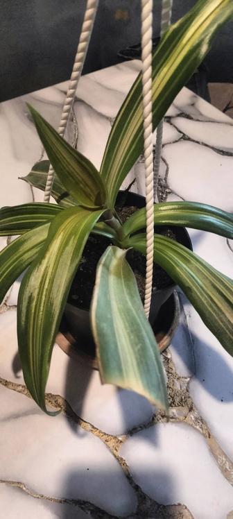 Цветы Рео Витта и рио голд.