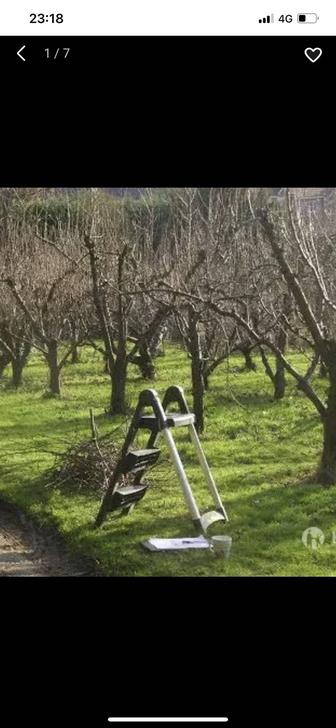 Обрезка плодовых деревьев в алматы