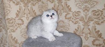Плюшевые шотландские котята