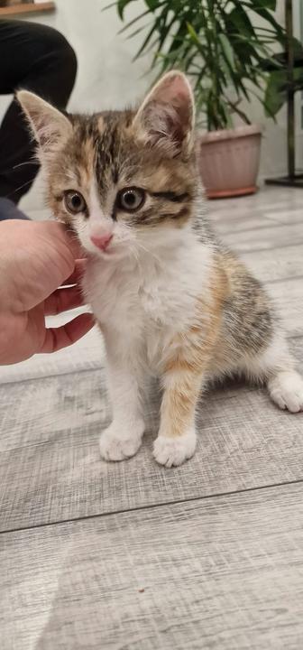 Отдам котенка в добрые руки