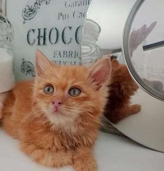 Котенок - мальчик , 1,5 месяца