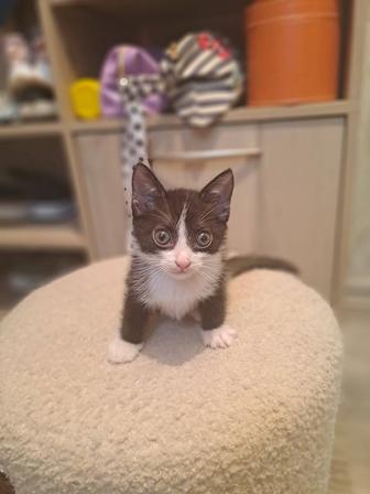 Котёнка в хорошие руки