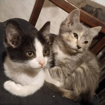 Отдам котят в добрые руки