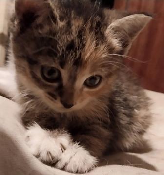 Отдам котят в добрые руки