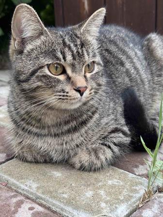 Отдам ласкового котенка в добрые руки