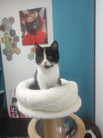 Малыш Тяпа ищет дом!