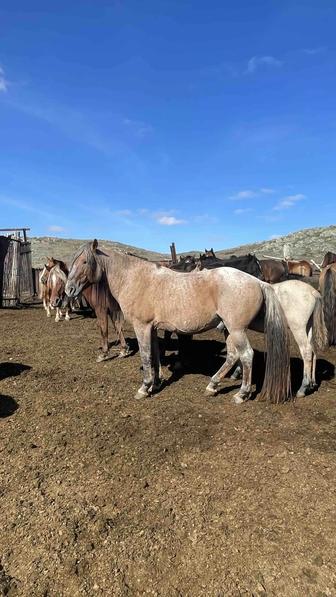 Продам жеребца