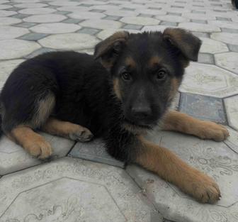 Щенки Немецкой Овчарки