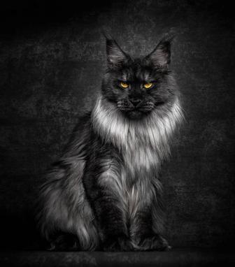 ЧЁРНЫЙ СОЛИД - котята мейн кун