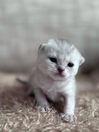 Продаются котята серебристая и золотая шиншилла