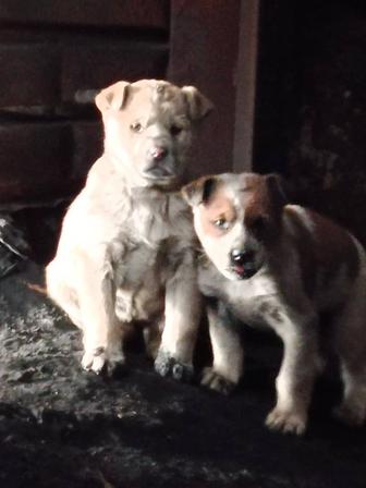 Отдам щенят в добрые руки