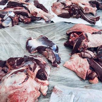 Конина (жылқы еті)