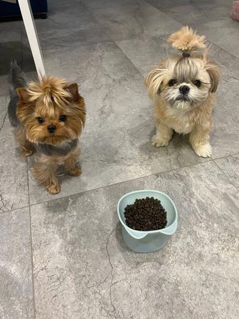 Вязка йоркширского терьера