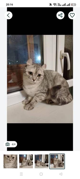 Пропала кошечка