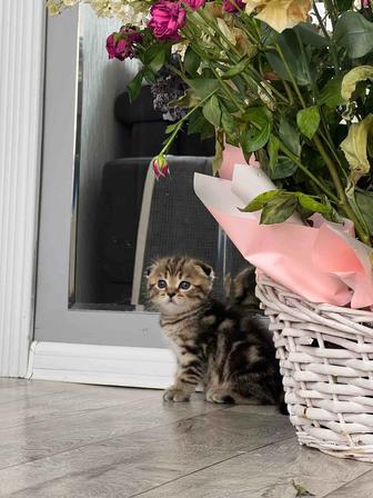 Шотландские котята