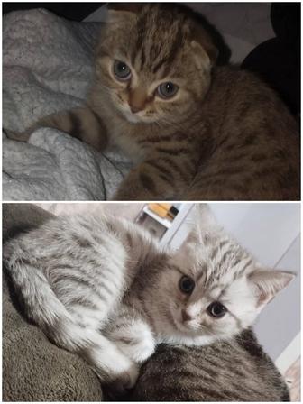 Продам котят шотландцев