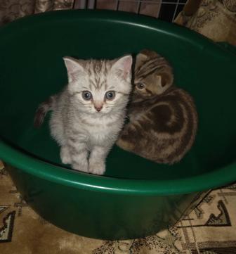 Продам котят шотландцев
