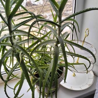 Продам алоэ