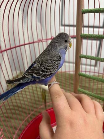 Продам попугаев