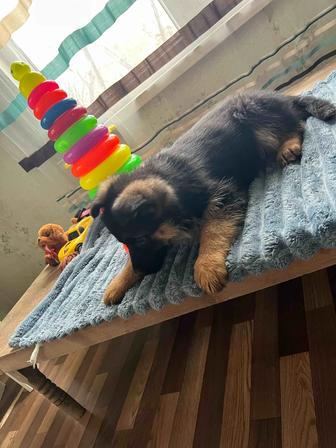 Щенки немецкой овчарки