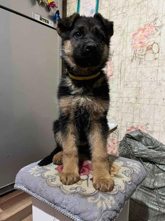 Щенки немецкой овчарки