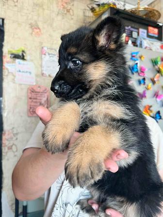 Щенки немецкой овчарки