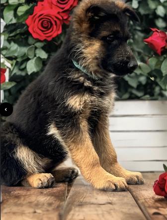 Щенки немецкой овчарки
