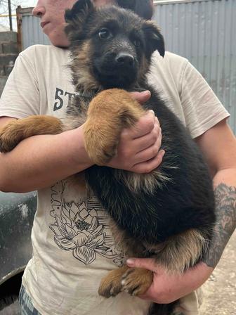 Щенки немецкой овчарки