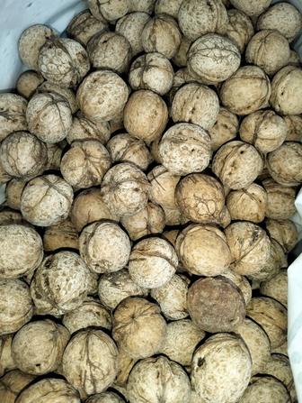 Түлкібастың жаңғағы