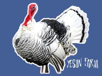 Инкубационные яйца северо кавказских индюков надежный результат