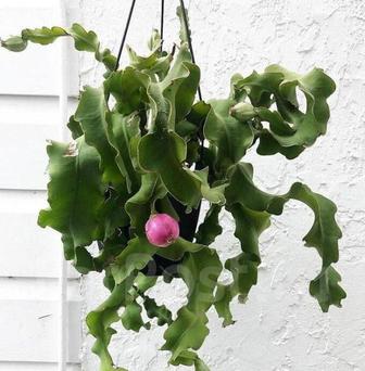 Эпифиллум Гватемальский