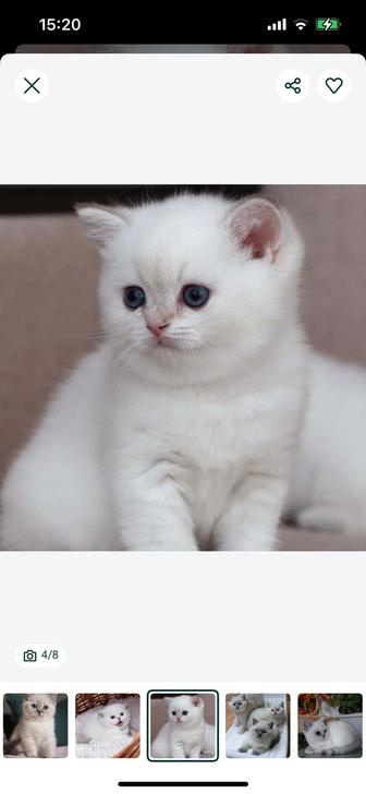 Куплю котят породы scottish fold, шиншилла, британцы , и вислоухие