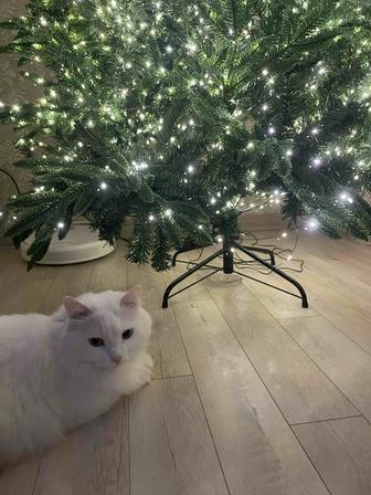 Пропал Кот