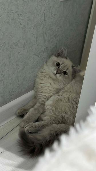 Отдам кошечку в хорошие руки
