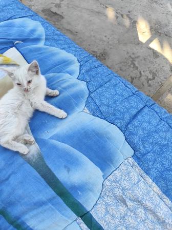 Котенка в хорошие руки