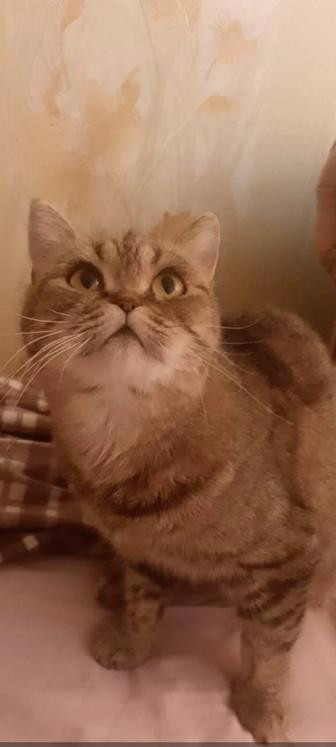 Кошечка красавица