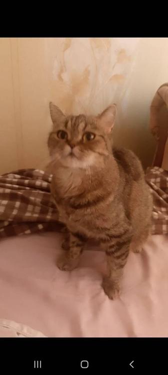 Кошечка красавица