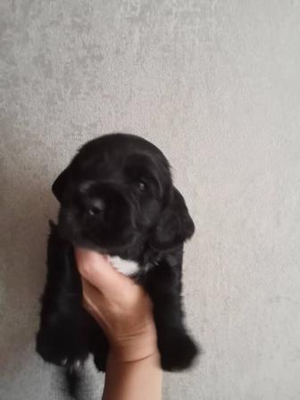 Домашние животные