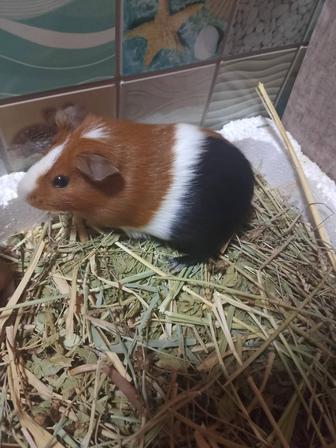 Продам свинку зовут Нюша 5 месяцев