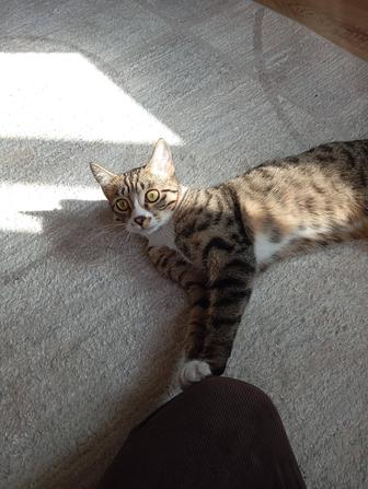 Кот