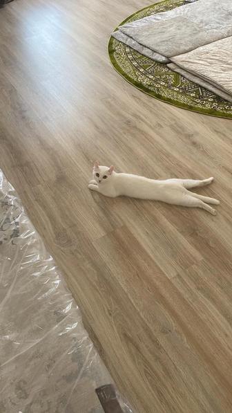 Нужен кот для вязки